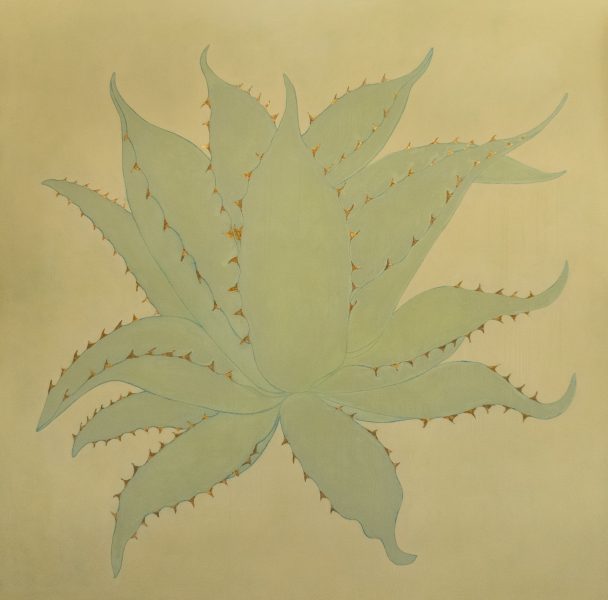904320 AGAVE_DESIERTO MORAC