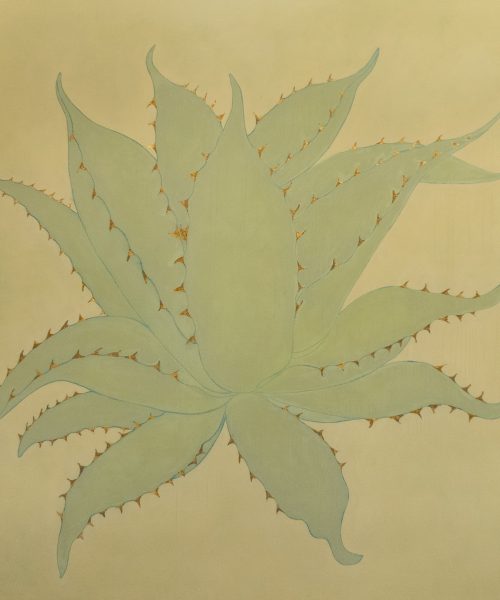 904320 AGAVE_DESIERTO MORAC